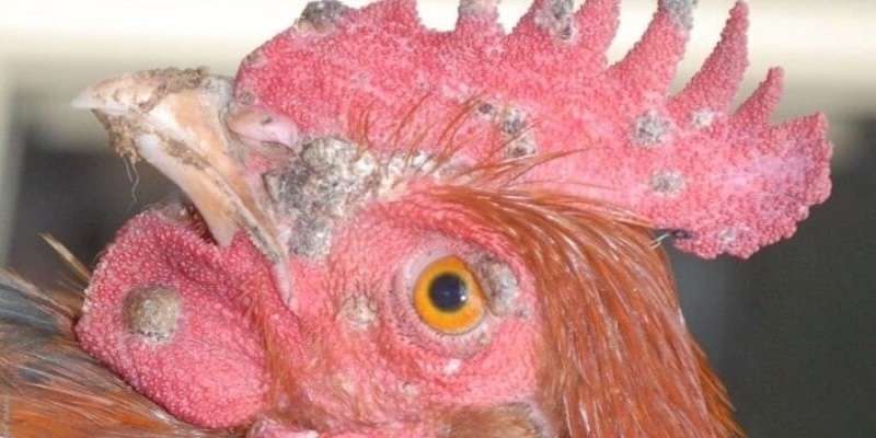 Bệnh mụt cóc ở gà do các virus bệnh gây ra