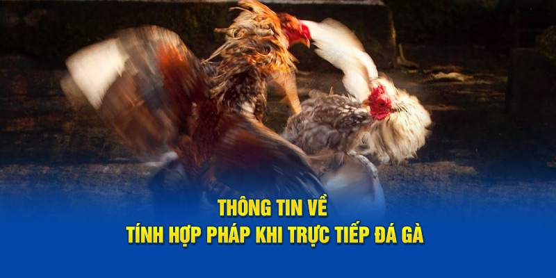 Thông tin về tính hợp pháp khi đá gà trực tiếp